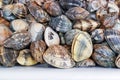 Fresh clams background, seashells close up, Spain Royalty Free Stock Photo