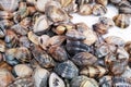 Fresh clams background, seashells close up, Spain Royalty Free Stock Photo