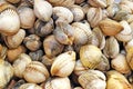 Fresh clams background, seashells close up, Spain Royalty Free Stock Photo