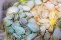 Fresh clams background. Stacked fresh raw clams on showcase Royalty Free Stock Photo