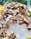 Fresh clams on seafood buffet..