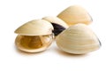 Fresh clams Royalty Free Stock Photo