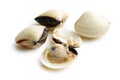 Fresh clams Royalty Free Stock Photo