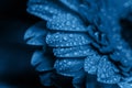 Fresh classic Pantone 2020 in blue. Color concept of the year. Delicate gerbera flower with drops of water. Flowers for the Royalty Free Stock Photo