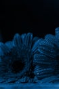 Fresh classic Pantone 2020 in blue. Color concept of the year. Delicate gerbera flower with drops of water. Flowers for the Royalty Free Stock Photo