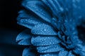 Fresh classic Pantone 2020 in blue. Color concept of the year. Delicate gerbera flower with drops of water. Flowers for the Royalty Free Stock Photo