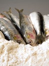 Fresh sardines on a pile of flour.