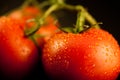 Fresh Cleaned Tomatoes on the Vine Royalty Free Stock Photo