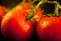 Fresh Cleaned Tomatoes on the Vine Royalty Free Stock Photo