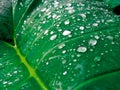 Fresh water over green taro leaves