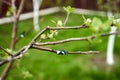 Fresh cleft graft on a young fruit tree in a spring garden Royalty Free Stock Photo