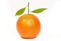 Fresh clementine Royalty Free Stock Photo