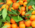 fresh clementines with freshly picked leaves at the orchard Royalty Free Stock Photo