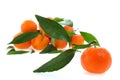 Fresh clementines organic farming, on a white background Royalty Free Stock Photo