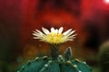Fresh Close-up bloom cactus flower is Astrophytum asterias is a species of cactus plant in the genus Astrophytum with blurred back Royalty Free Stock Photo
