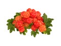 Fresh cloudberry