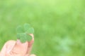 Clover leaf, three-leaved shamrock, on hand with blurred green background Happy St. Patrick\'s Day. Selective focus, clover Royalty Free Stock Photo