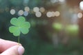 Clover leaf, three-leaved shamrock, on hand with blurred green background Happy St. Patrick's Day. Selective focus, clover Royalty Free Stock Photo