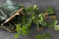 Fresh clover leaves from a green purse and gold coins are scattered on a dark background. St. Patrick`s Day concept Royalty Free Stock Photo