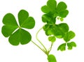 Fresh clover leaves over wooden background. Royalty Free Stock Photo