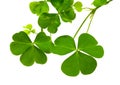 Fresh clover leaves over wooden background. Royalty Free Stock Photo