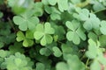 Clover leaves, three-leaved shamrock, green natural background Happy St. Patrick\'s Day. Selective focus, clover leaves is