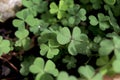 Clover leaves, three-leaved shamrock green natural background Happy St. Patrick\'s Day. Selective focus, clover leaves is