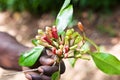 Fresh cloves in farmers hand. Royalty Free Stock Photo