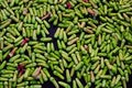 Fresh cloves harvested from field Royalty Free Stock Photo