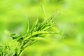 Fresh cluster bean or guar sing indian vegetable in unfocus background