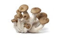 Fresh cluster of Nameko mushrooms Royalty Free Stock Photo