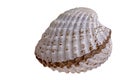 Fresh Cockle Royalty Free Stock Photo