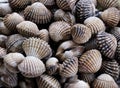 Fresh cockle pile for serve in the local restaurant