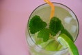 Fresh cocktail drinks with ice fruit and herb mint decoration. Alcoholic non-alcoholic drink-beverage. Mojito on pink