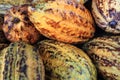 fresh cocoa beans Royalty Free Stock Photo