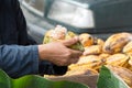 Fresh cocoa beans in the hand of a farmer Royalty Free Stock Photo