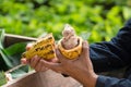 Fresh cocoa beans in the hand of a farmer Royalty Free Stock Photo