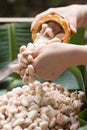 Fresh cocoa beans in the hand of a farmer Royalty Free Stock Photo