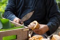 Fresh cocoa beans in the hand of a farmer