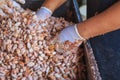 Fresh cocoa beans and Fresh cocoa seed in a bucket to make chocolate Royalty Free Stock Photo