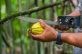 Fresh Cocoa fruit in farmers hands. Organic cacao fruit - healthy food. Cut of raw cocoa inside of the amazon rainforest