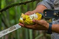 Fresh Cocoa fruit in farmers hands. Organic cacao fruit - healthy food. Cut of raw cocoa inside of the amazon rainforest