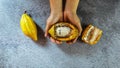 Fresh cocoa fruit in hand Royalty Free Stock Photo