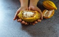 Fresh cocoa fruit in hand Royalty Free Stock Photo