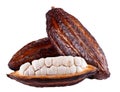 Fresh cocoa fruits isolated on white background. Dark red cocoa pods. Clipping path. Royalty Free Stock Photo