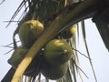 Fresh coconut bunch on the tree. Royalty Free Stock Photo