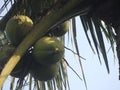 Fresh coconut bunch on the tree. Royalty Free Stock Photo
