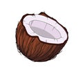Fresh coconut. Cartoon vector icon isolated on white
