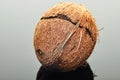 Fresh Coconut with a crack in the middle on a gray background with reflection. Vegan organic product