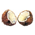 Fresh coconut cut in half sliced, broken coconut, healthy food, isolated, package design element, hand drawn watercolor